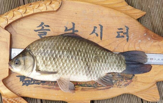 솔낚시터 4짜 조황소식 입니다 (조황조행기 - 충주호조황속보)