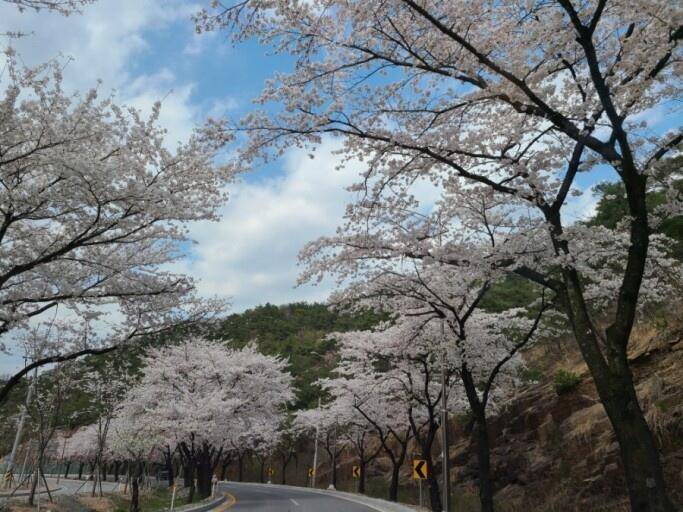 한버들 첫 붕어 소식입니다 (조황조행기 - 충주호조황속보)