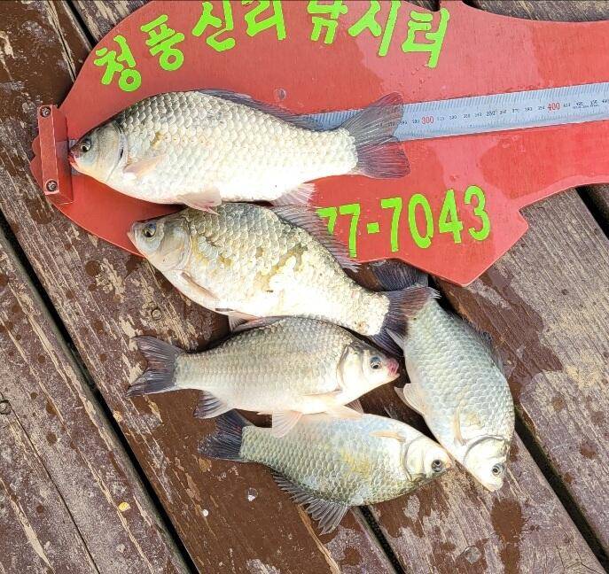 청풍신리낚시터 허리급 조황입니다 (조황조행기 - 충주호조황속보)