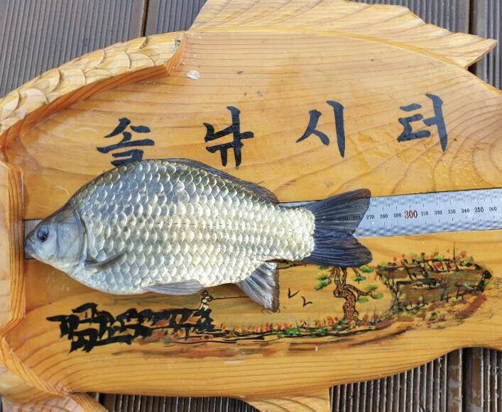 솔낚시터 가을대물 44 소식 전해드립니다 (조황조행기 - 충주호조황속보)