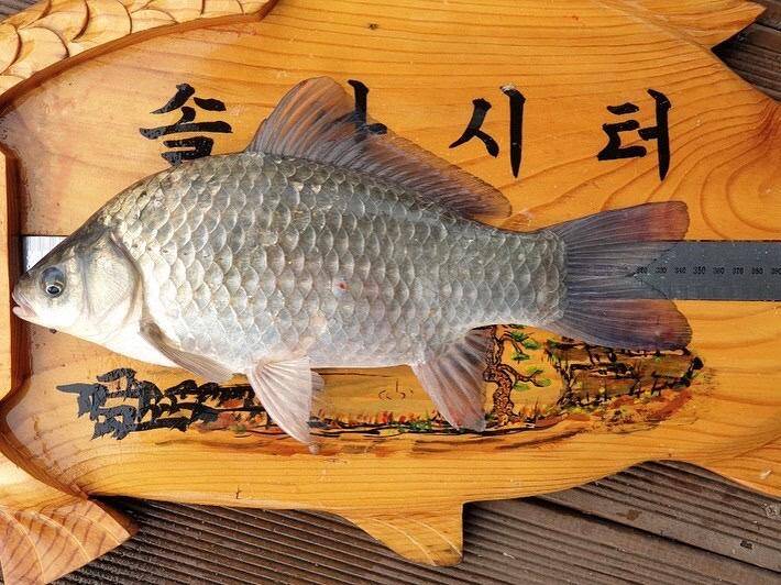 솔낚시터 월척 마릿수 조황소식 입니다 (조황조행기 - 충주호조황속보)