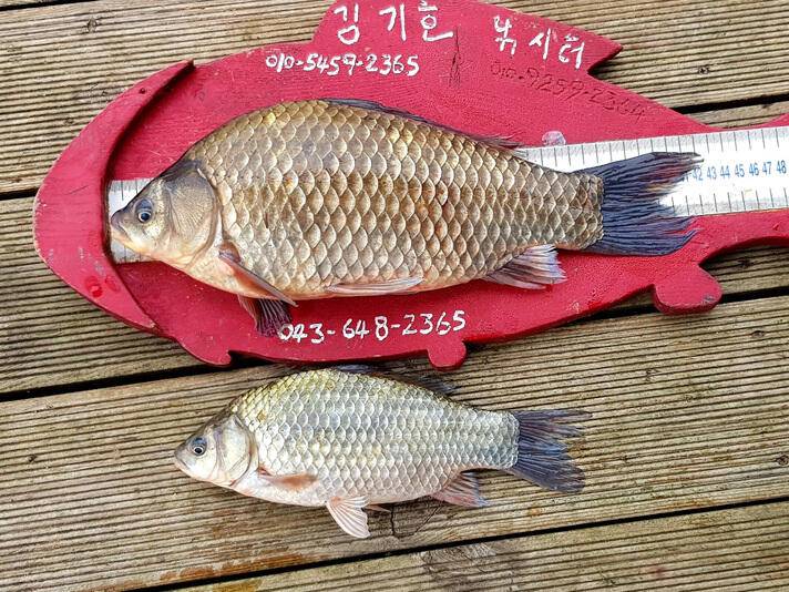 ★★★ 코스모스향기는 4짜를 부른다 ★★★ (조황조행기 - 충주호조황속보)