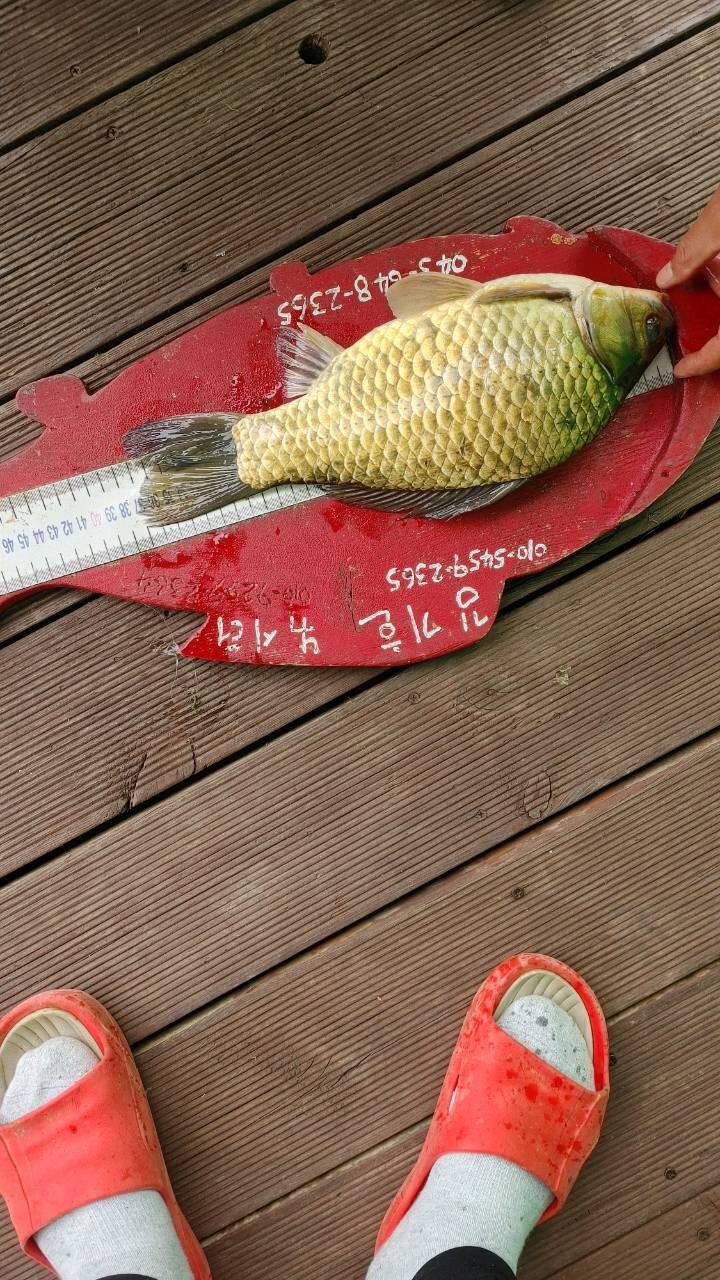 용곡 김기호 낚시터 조황입니다 (조황조행기 - 충주호조황속보)