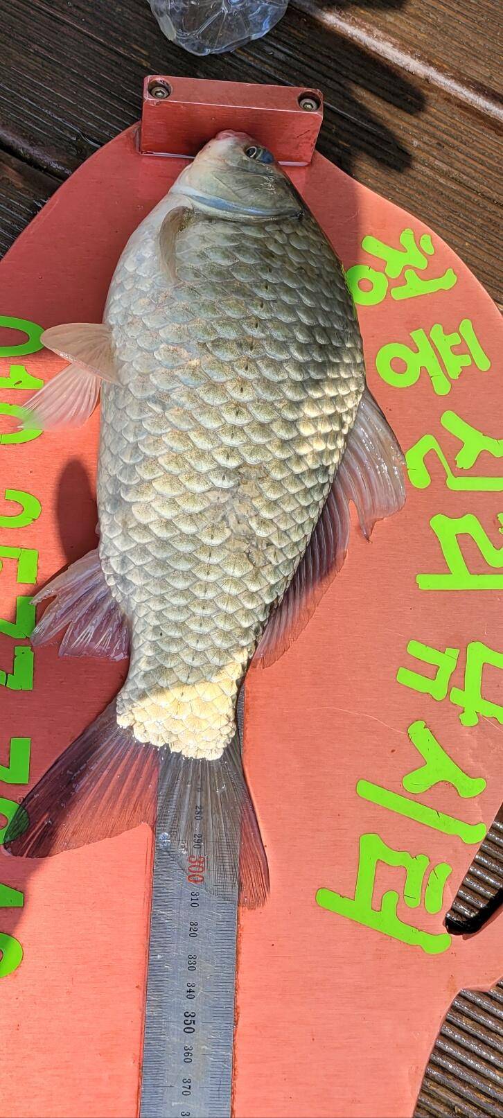 청풍신리낚시터 허리급입니다 (조황조행기 - 충주호조황속보)