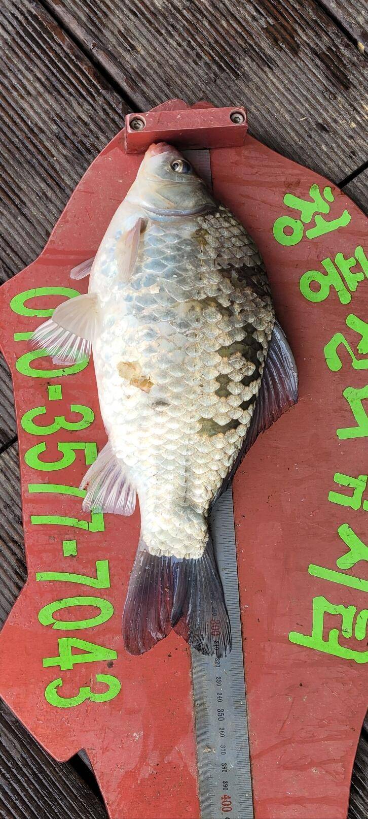 청풍신리낚시터 허리급조황입니다 (조황조행기 - 충주호조황속보)