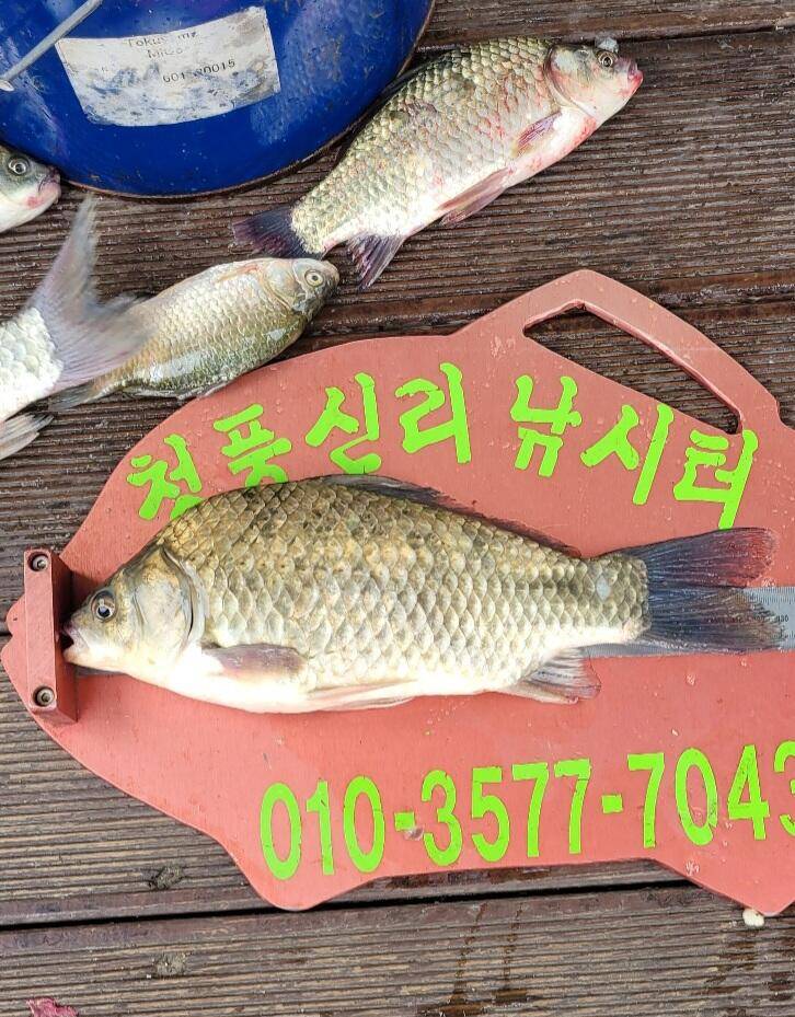 청풍신리낚시터 허리급조황입니다 (조황조행기 - 충주호조황속보)