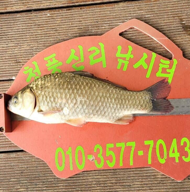 청풍신리낚시터 허리급입니다 (조황조행기 - 충주호조황속보)
