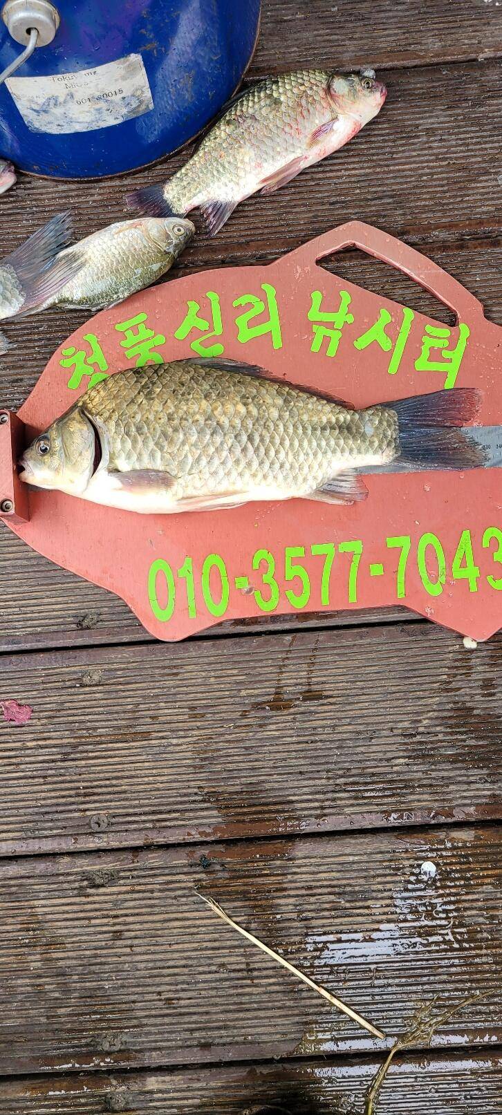 청풍신리낚시터 허리급조황입니다 (조황조행기 - 충주호조황속보)