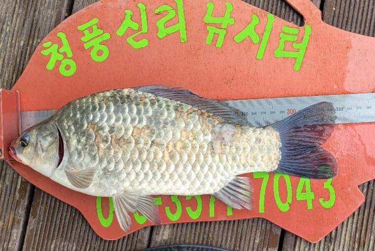 청풍신리낚시터 허리급조황입니다 (조황조행기 - 충주호조황속보)