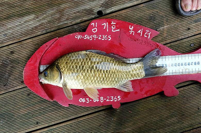 ★★★ 무거운 마음으로 조황을 올립니다 ★★★ (조황조행기 - 충주호조황속보)