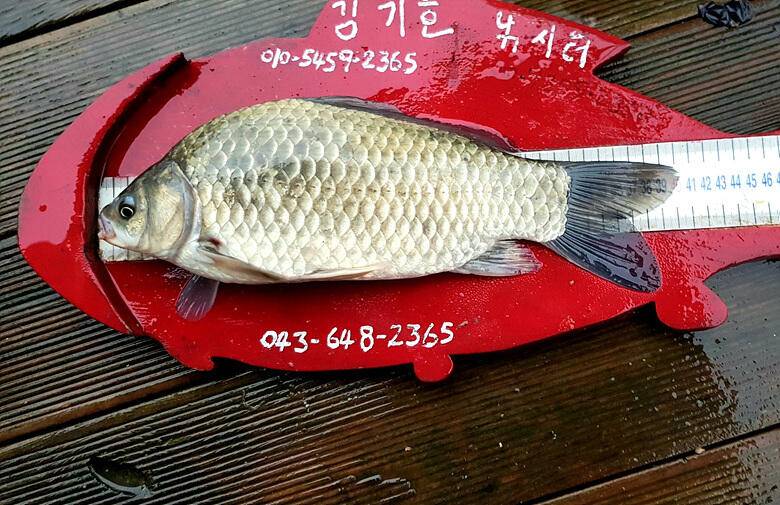 ★★★ 계속되는 용곡리 4짜455들의 행진 ★★★ (조황조행기 - 충주호조황속보)