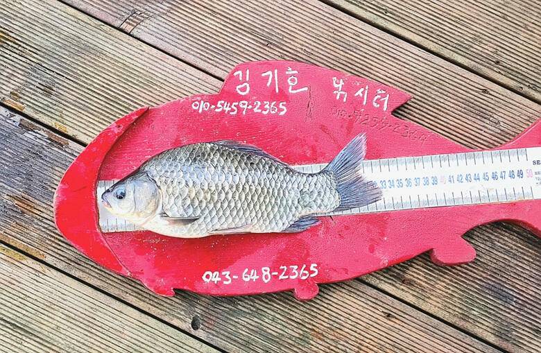 여름밤의 힐링 (조황조행기 - 충주호조황속보)