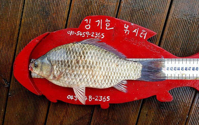 ★★★ 악천후에도 연이어지는 4짜들에 행진 ★★★ (조황조행기 - 충주호조황속보)