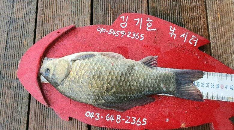 시원한 여름 힐링을 (조황조행기 - 충주호조황속보)