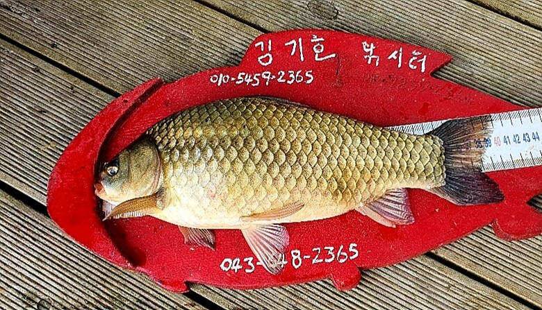 ★★★ 4전5기에 4짜를 만나다 ★★★ (조황조행기 - 충주호조황속보)