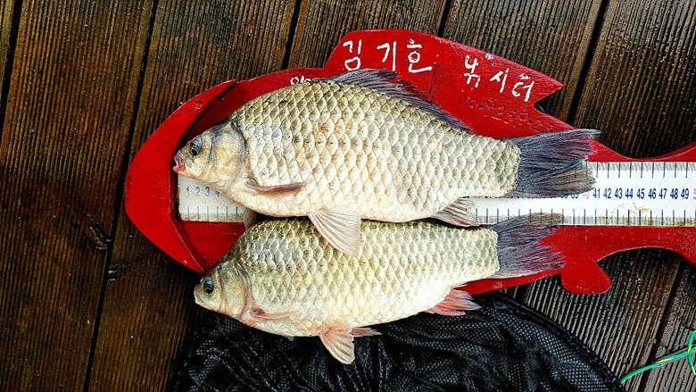 ★★★ 악천후에도 연이어지는 4짜들에 행진 ★★★ (조황조행기 - 충주호조황속보)