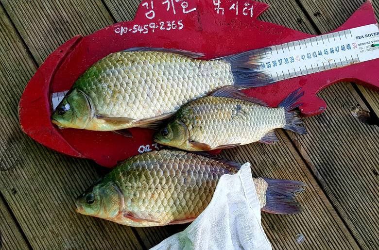 가을의 힐링 (조황조행기 - 충주호조황속보)
