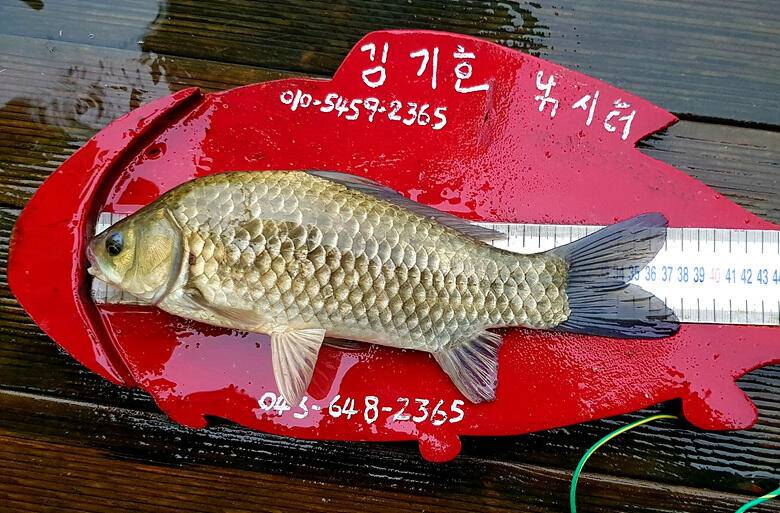 ★★★ 연이어지는 4짜의 행진 ★★★ (조황조행기 - 충주호조황속보)