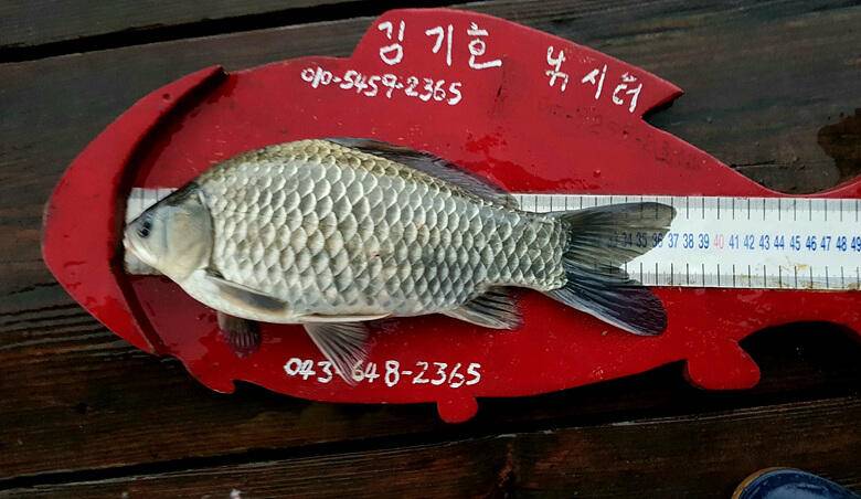 ★★★ 계속되는 용곡리 4짜455들의 행진 ★★★ (조황조행기 - 충주호조황속보)