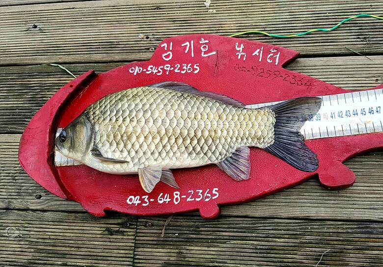 ★★★ 연이어지는 4짜의 행진 ★★★ (조황조행기 - 충주호조황속보)