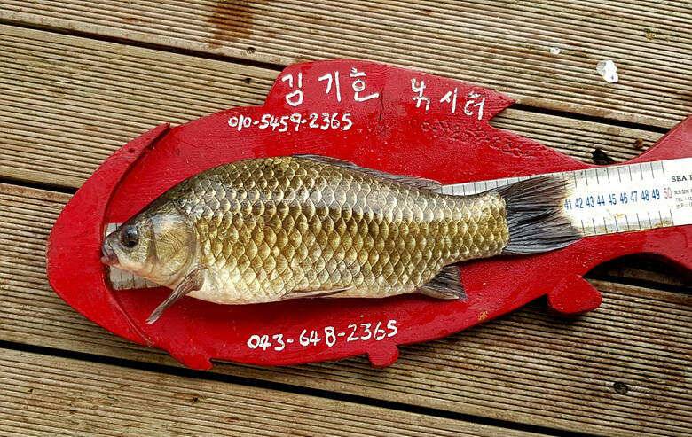 ★★★ 한여름밤 힐링 4짜를 만나다 ★★★ (조황조행기 - 충주호조황속보)