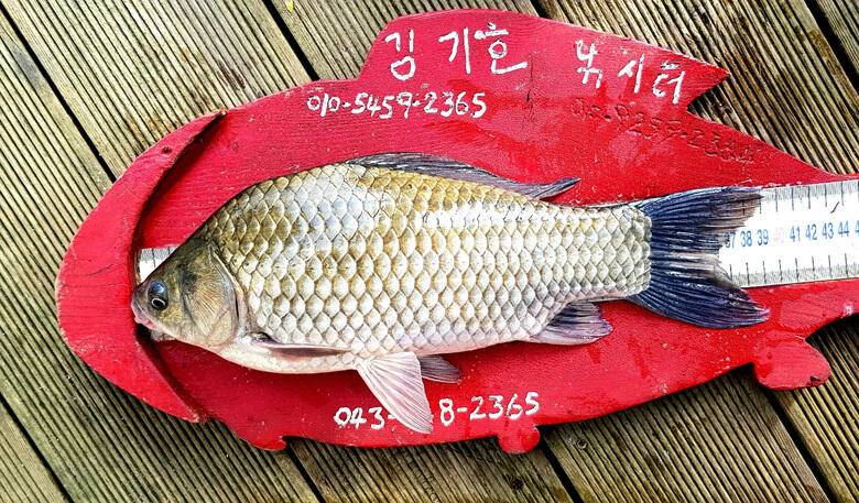 ★★★ 조용한 가을힐링연이어지는 4짜 행진 ★★★ (조황조행기 - 충주호조황속보)