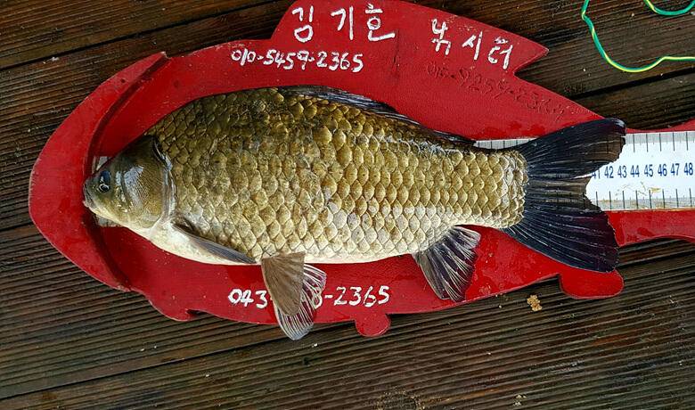 ★★★ 무거운 마음으로 조황을 올립니다 ★★★ (조황조행기 - 충주호조황속보)
