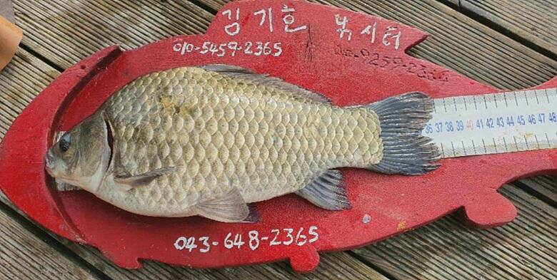 시원한 여름 힐링을 (조황조행기 - 충주호조황속보)
