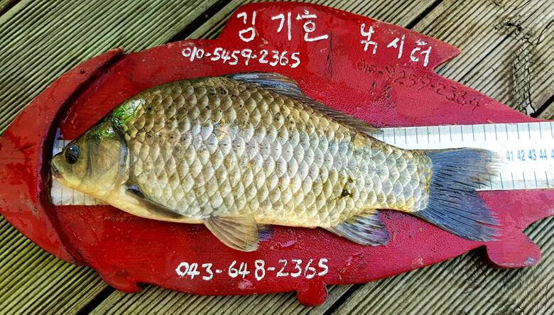 ★★★ 4짜4짜가을을 노래하다 ★★★ (조황조행기 - 충주호조황속보)