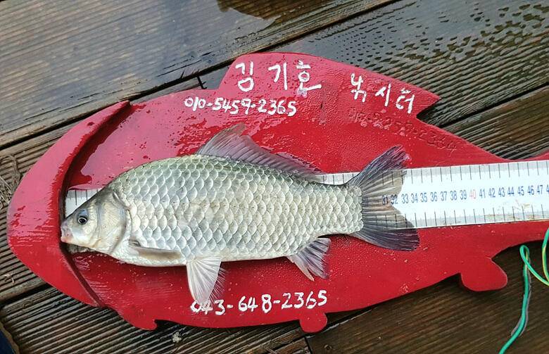 ★★★ 계속되는 용곡리 4짜455들의 행진 ★★★ (조황조행기 - 충주호조황속보)