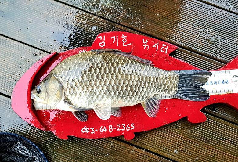 ★★★ 계속되는 용곡리 4짜455들의 행진 ★★★ (조황조행기 - 충주호조황속보)