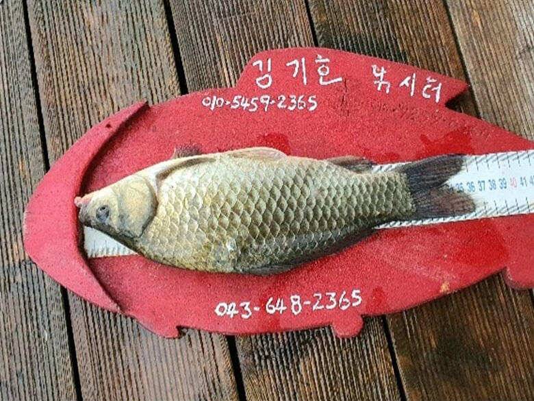 시원한 여름 힐링을 (조황조행기 - 충주호조황속보)