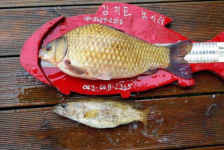 ★★★ 악천후에도 연이어지는 4짜들에 행진 ★★★ (조황조행기 - 충주호조황속보)