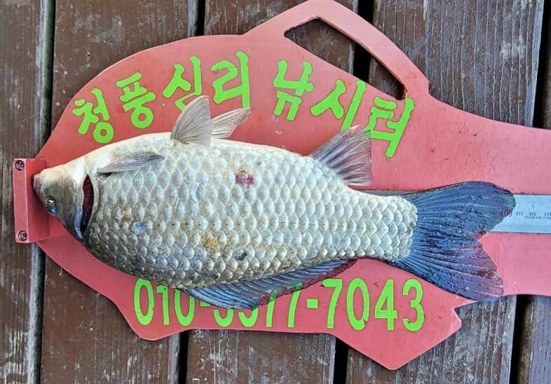 청풍신리낚시터 41cm4짜 조황정보입니다 (조황조행기 - 충주호조황속보)