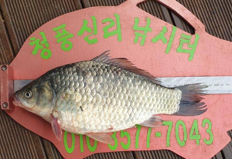 청풍신리낚시터 조황정보입니다 (조황조행기 - 충주호조황속보)