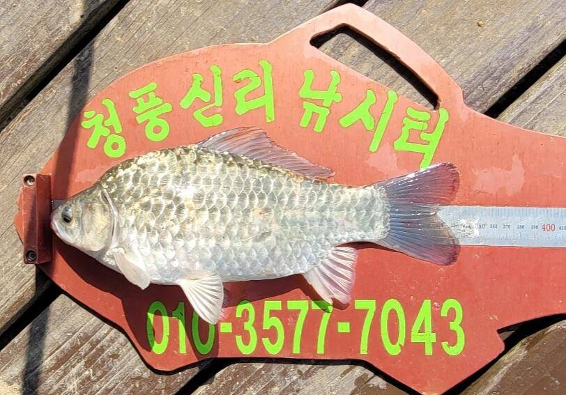 청풍신리낚시터 허리급외 월척마릿수 조황입니다 (조황조행기 - 충주호조황속보)