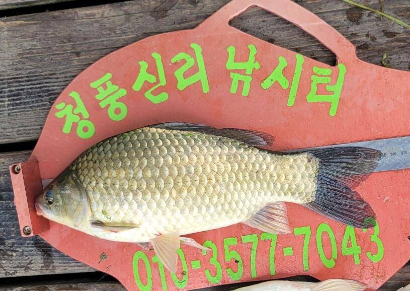청풍신리낚시터 허리급대박입니다 (조황조행기 - 충주호조황속보)