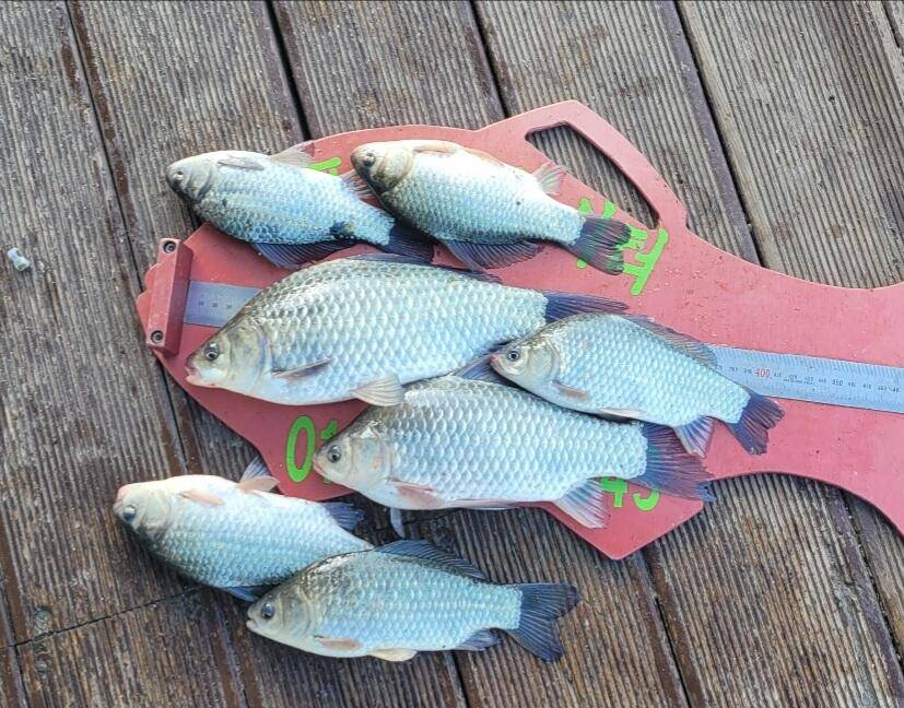 청풍신리낚시터 44cm 대물조황입니다 (조황조행기 - 충주호조황속보)