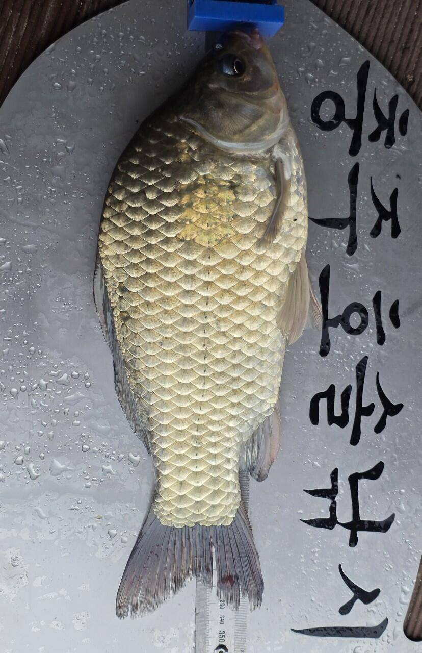솔낚시터 사짜 및 허릿급 조황 소식입니다 (조황조행기 - 충주호조황속보)