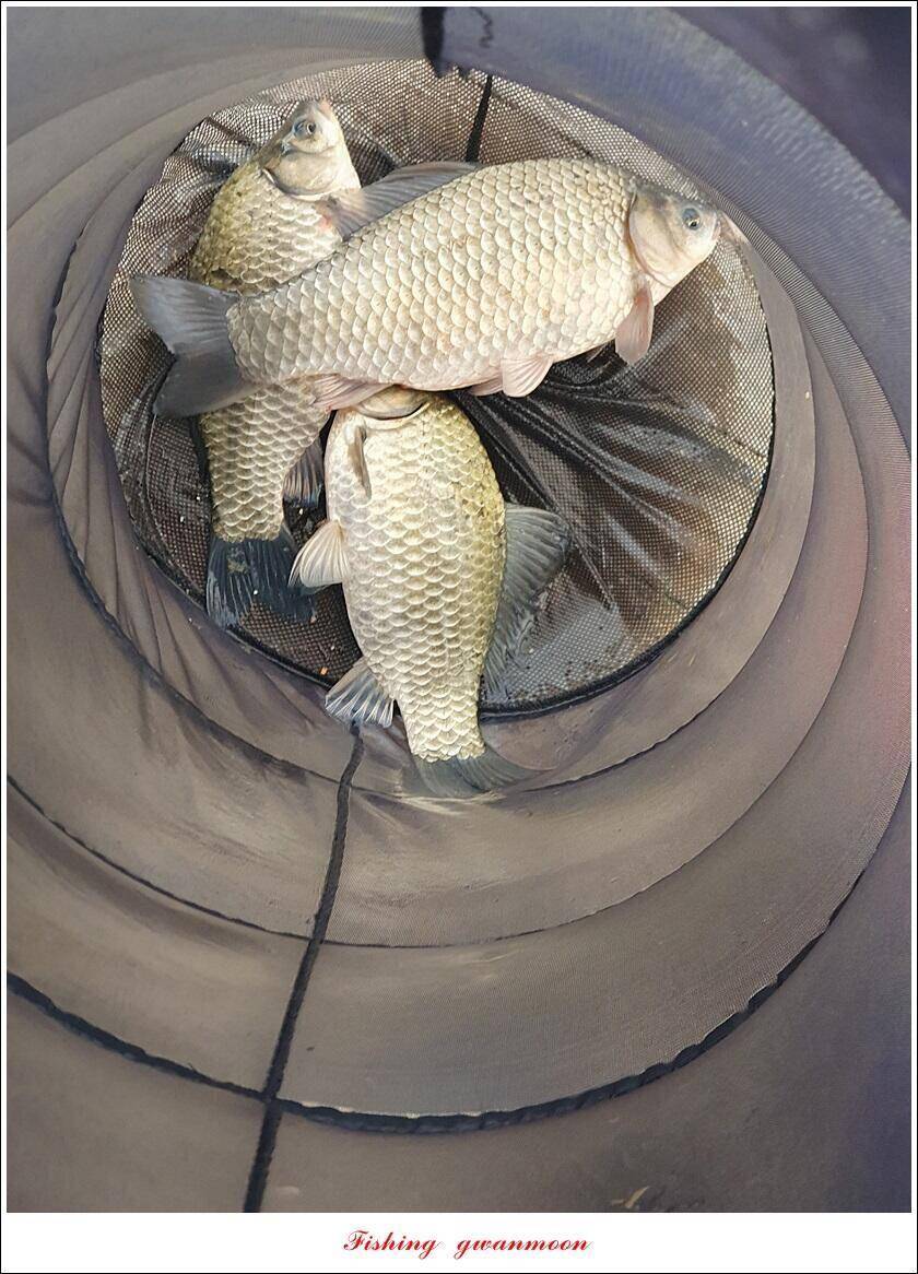 실리곡낚시터 44cm 대물 조황입니다 (조황조행기 - 충주호조황속보)