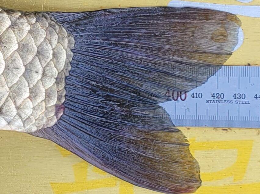 실리곡낚시터 43cm 대물 조황입니다 (조황조행기 - 충주호조황속보)
