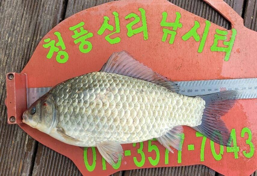 청풍신리낚시터 허리급조황입니다 (조황조행기 - 충주호조황속보)