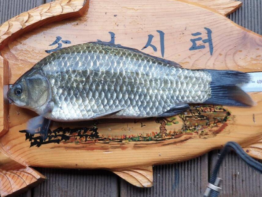 솔낚시터 4짜 조황소식 알려드립니다 (조황조행기 - 충주호조황속보)