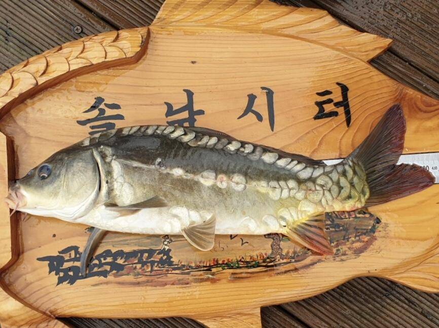 솔낚시터 주말 허리급 조황소식입니다 (조황조행기 - 충주호조황속보)
