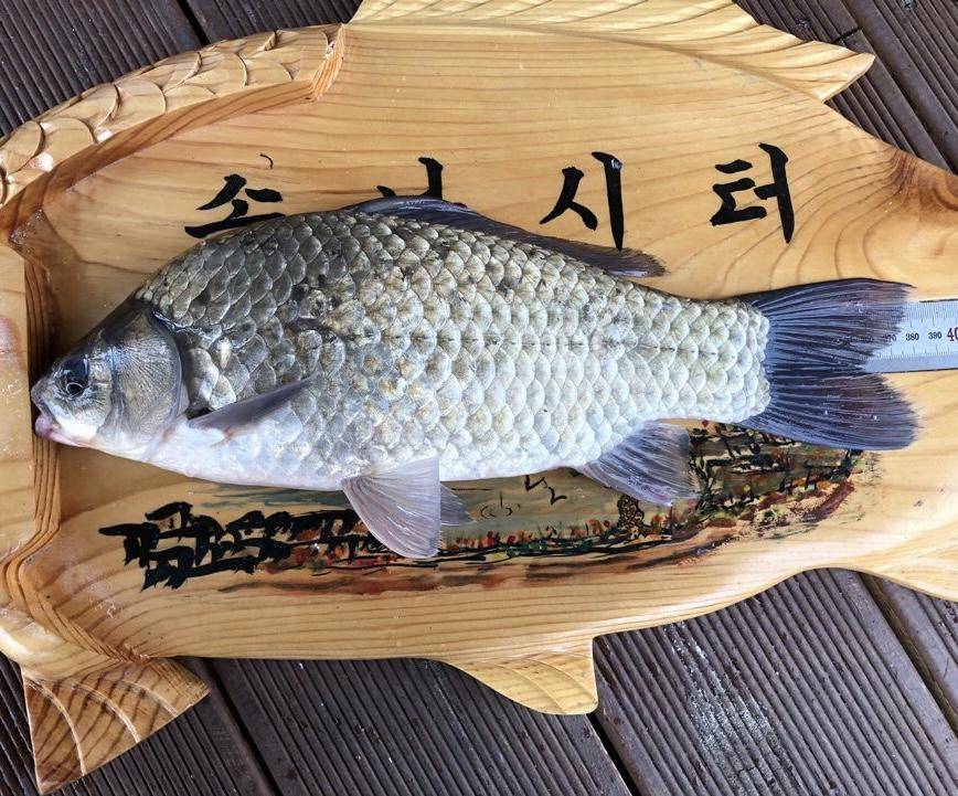 솔낚시터 조황입니다 (조황조행기 - 충주호조황속보)
