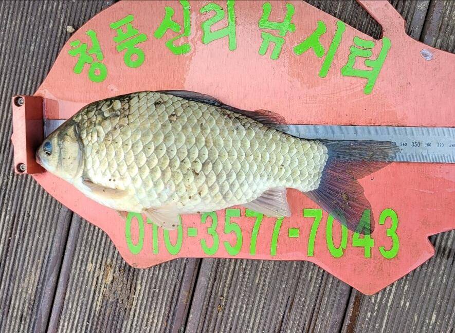 청풍신리낚시터 조황정보입니다 (조황조행기 - 충주호조황속보)