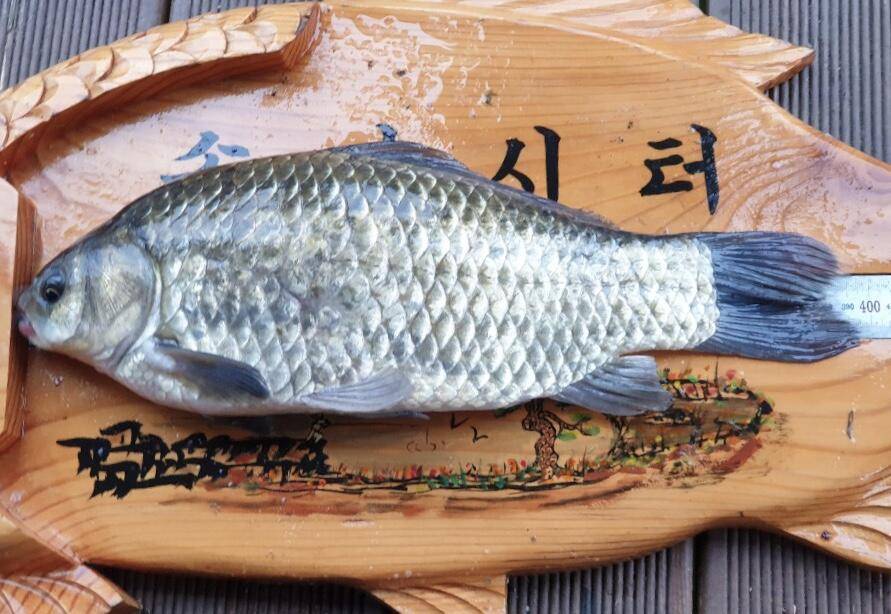 솔낚시터 4짜 조황소식 알려드립니다 (조황조행기 - 충주호조황속보)