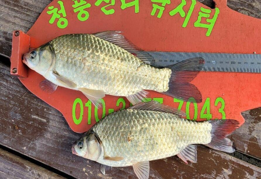 청풍신리낚시터 허리급조황입니다 (조황조행기 - 충주호조황속보)