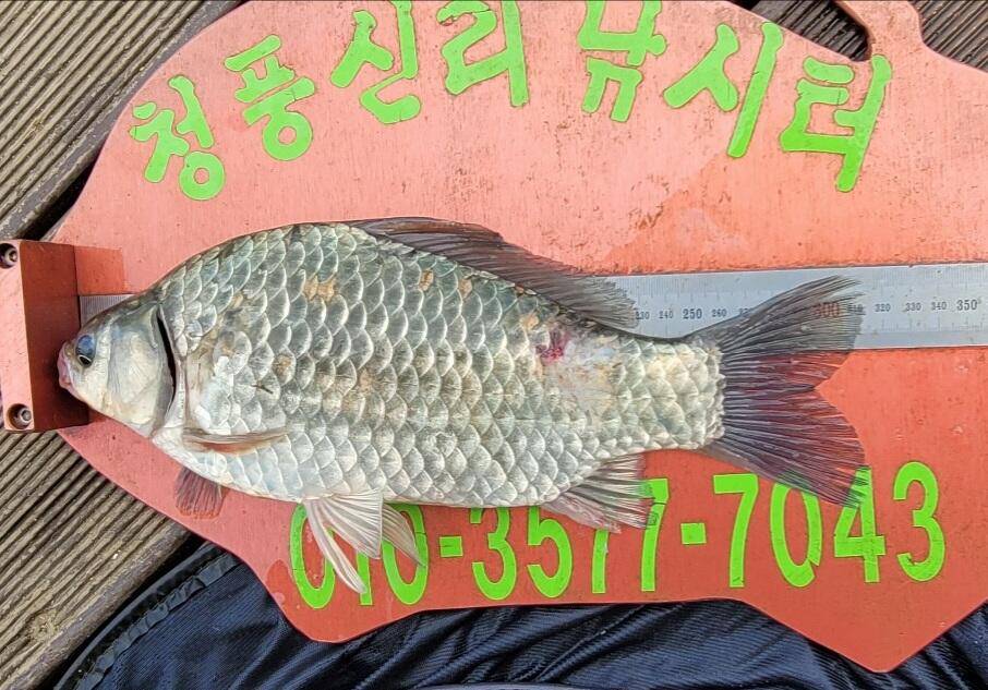 청풍신리낚시터 허리급조황입니다 (조황조행기 - 충주호조황속보)