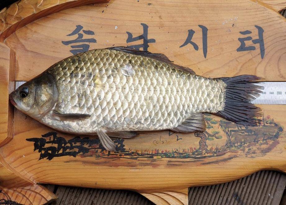 솔낚시터 4짜 조황소식 알려드립니다 (조황조행기 - 충주호조황속보)